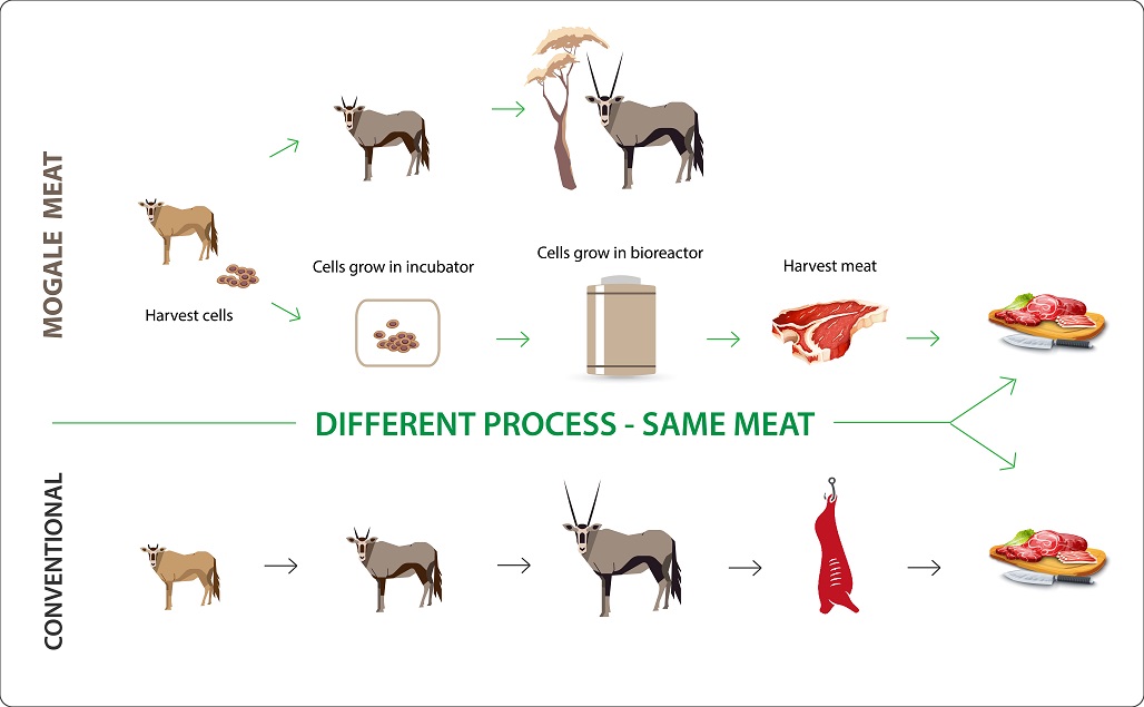 Mogale Meat diagram - 20 climate tech startups to watch in Africa