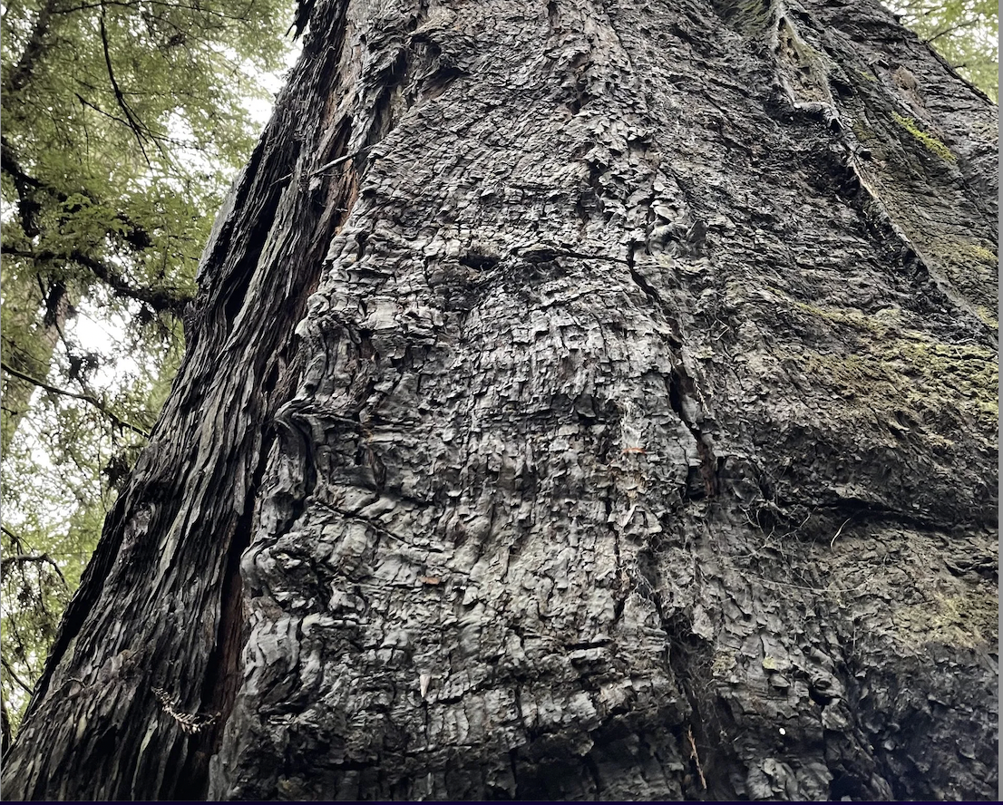 Big tree in forest earth foundries climate tech startups to watch