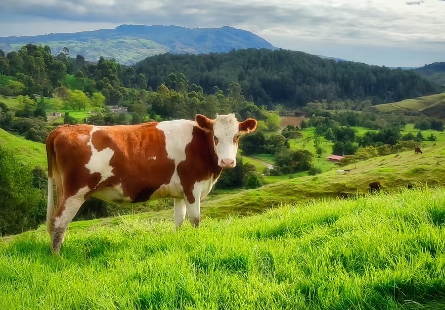 Alga Biosciences startup methane ruminant cow in a field